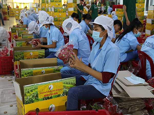 Xuất khẩu rau quả Việt Nam - trở lại quỹ đạo tăng trưởng