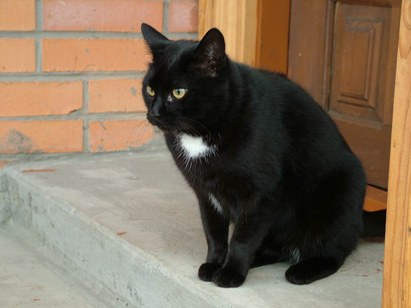 Mơ thấy mèo đen là điềm lành hay dữ?