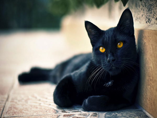 Giải mã chi tiết ý nghĩa giấc mơ thấy mèo đen